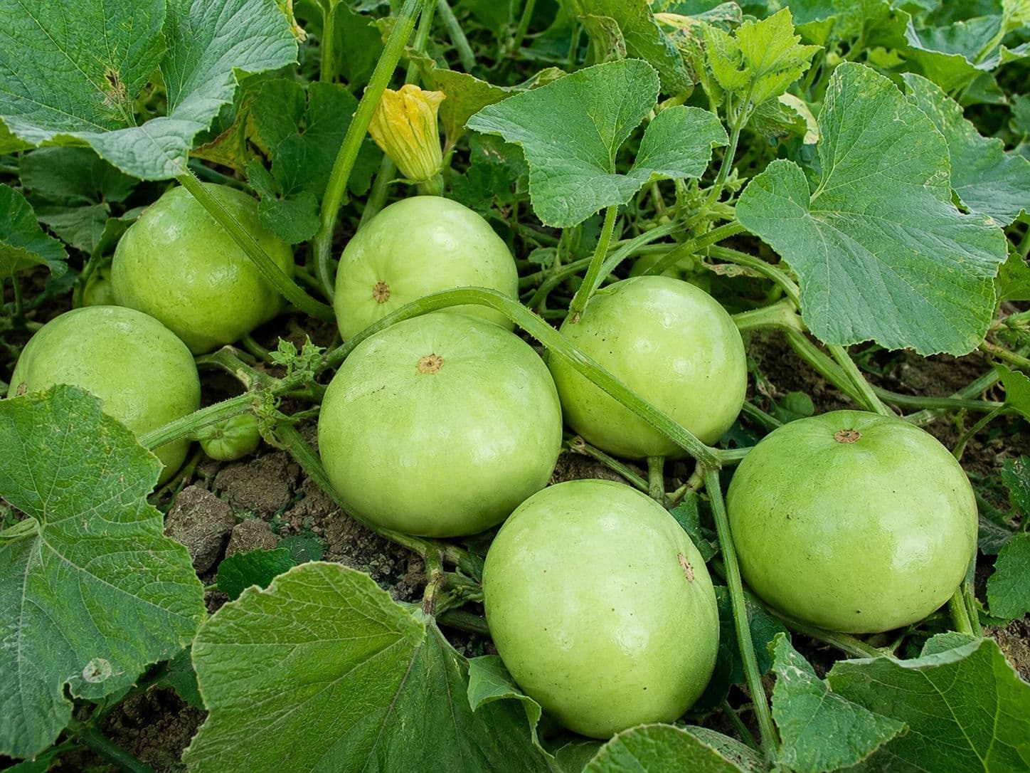 Apple Gourd (Tinda)