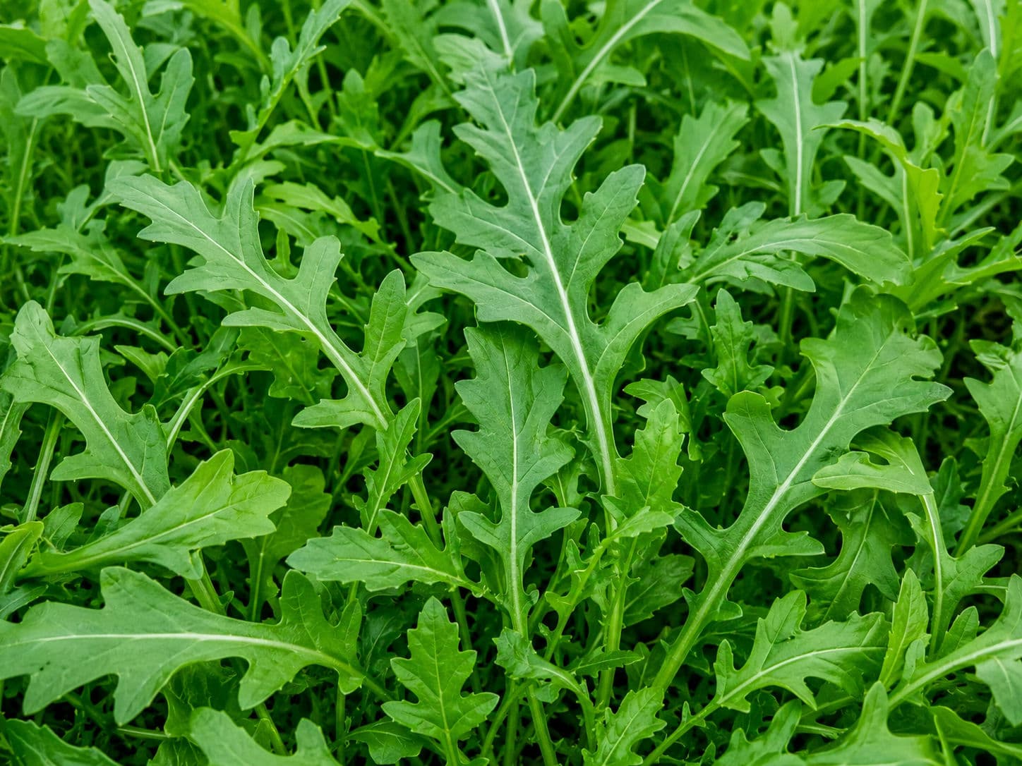 Arugula (Rocket Leaves)