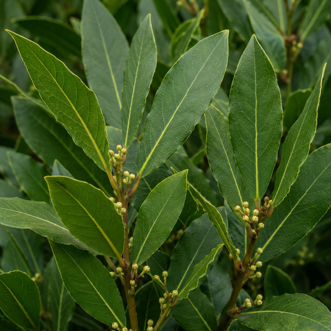 Bay Leaf (Tejpatta)