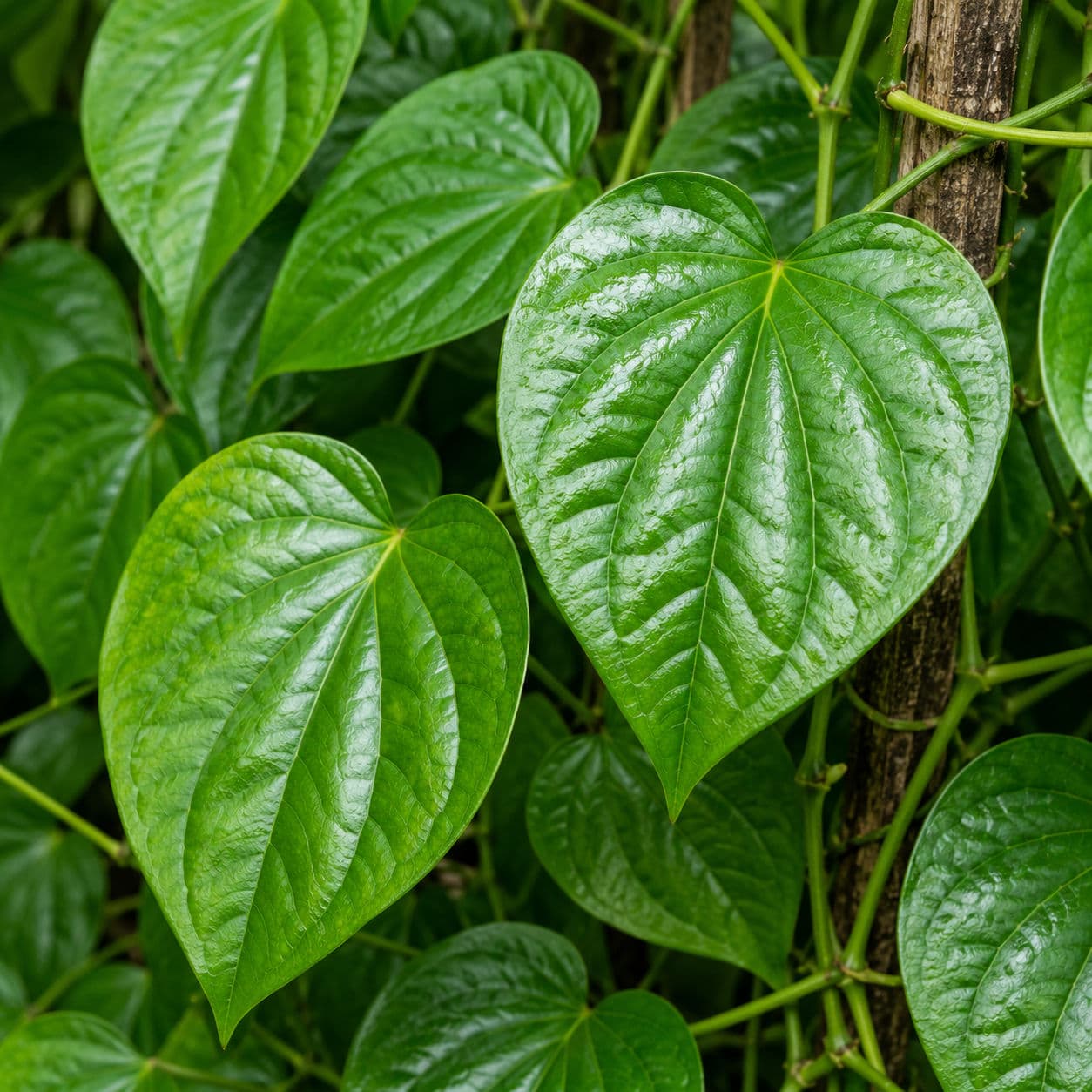 Betel Leaf (Magai Paan)
