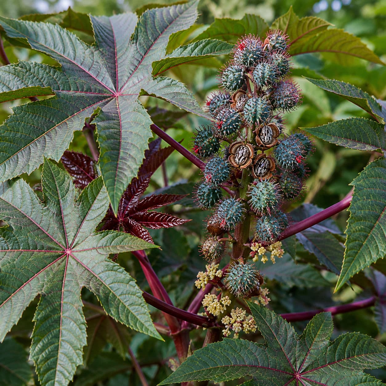 Castor Bean (Arandi)