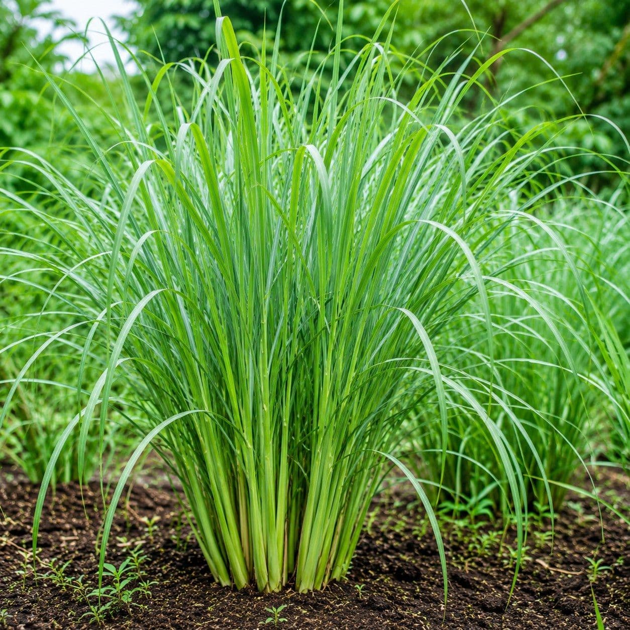 Lemongrass