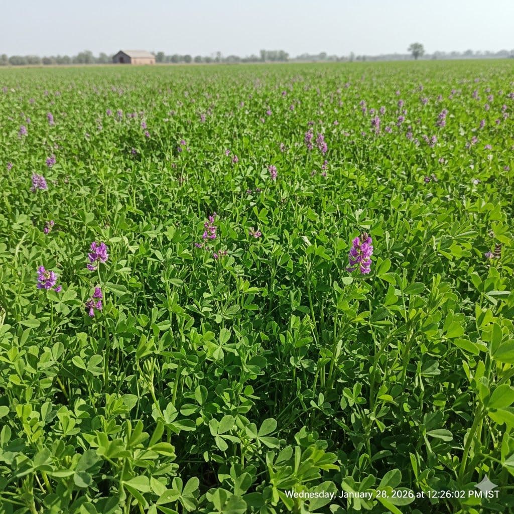 Lucerne (Alfalfa)